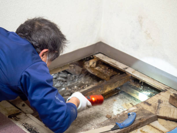 Best Black Mold Removal  in Shenandoah, VA