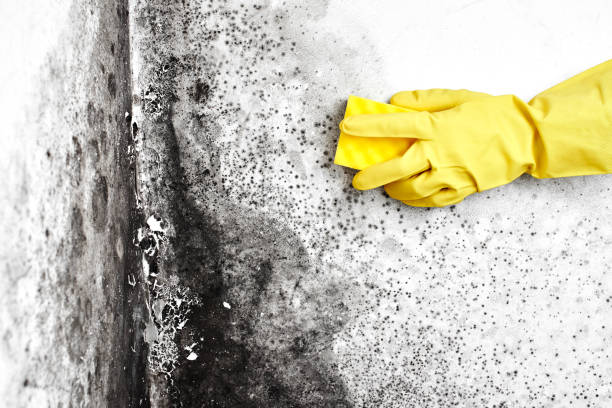 Best Mold Removal and Inspection  in Shenandoah, VA