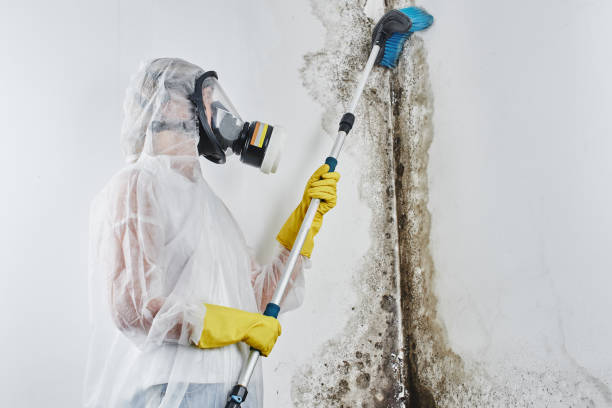 Best Mold Testing  in Shenandoah, VA