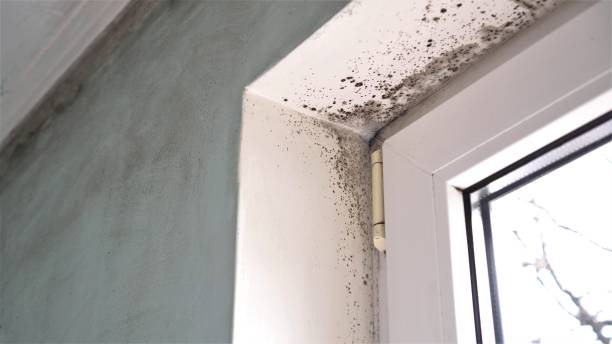 Best Water Damage Restoration  in Shenandoah, VA