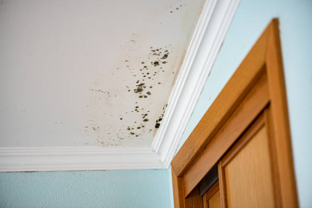 Best Best Mold Removal Companies  in Shenandoah, VA