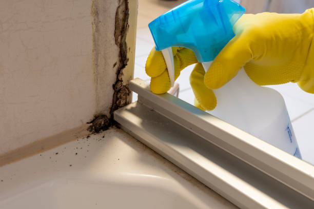 Best Office Mold Removal Services  in Shenandoah, VA