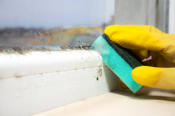 Best Toxic Mold Removal  in Shenandoah, VA