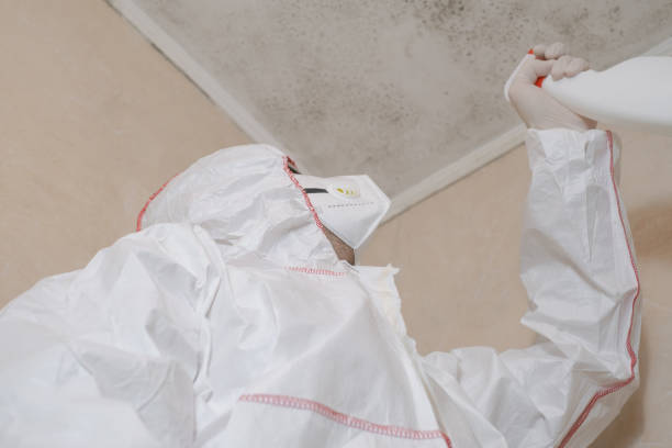 Professional Mold Removal in Shenandoah, VA