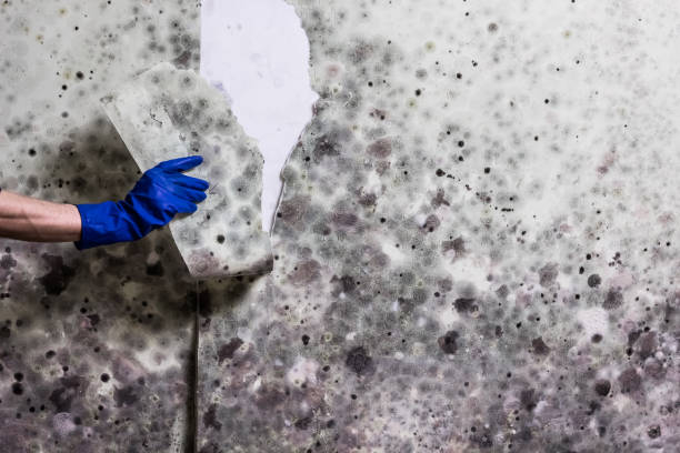 Best Mold Testing and Removal  in Shenandoah, VA