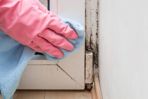 Best Attic Mold Removal  in Shenandoah, VA