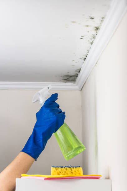 Best Local Mold Removal Service  in Shenandoah, VA