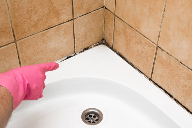 Best Black Mold Removal  in Shenandoah, VA