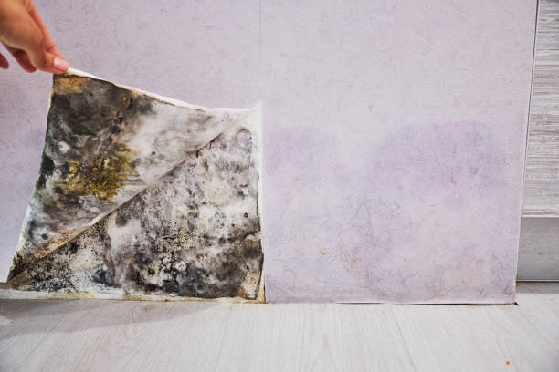 Best Commercial Mold Removal  in Shenandoah, VA